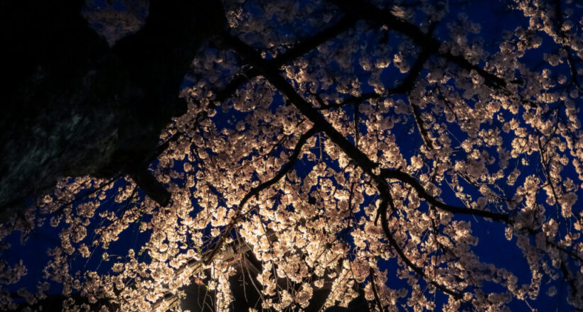 Cherry blossom tree at night