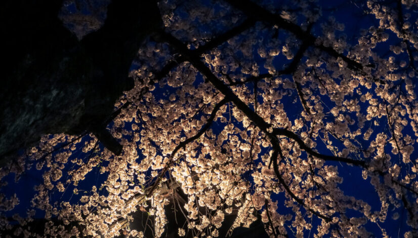 Cherry blossom tree at night